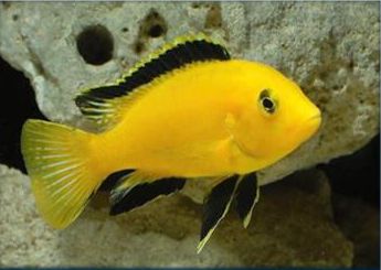 LABIDOCHROMISYELLOW LABIDOCHROMISYELLOW